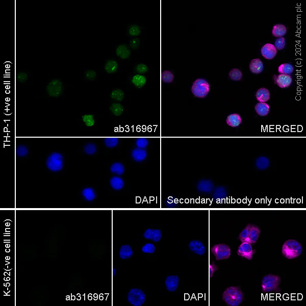 Immunocytochemistry/ Immunofluorescence - Anti-MNDA antibody [EPR28267-44] (AB316967)