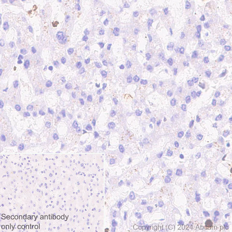 Immunohistochemistry (Formalin/PFA-fixed paraffin-embedded sections) - Anti-MNDA antibody [EPR28267-44] (AB316967)