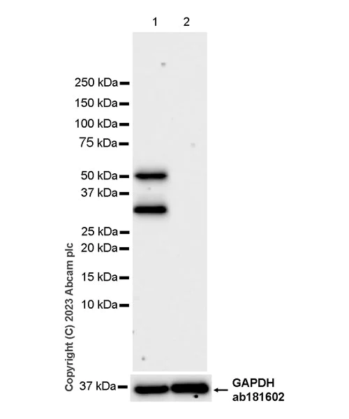 Western blot - Anti-MNDA antibody [EPR28267-44] (AB316967)