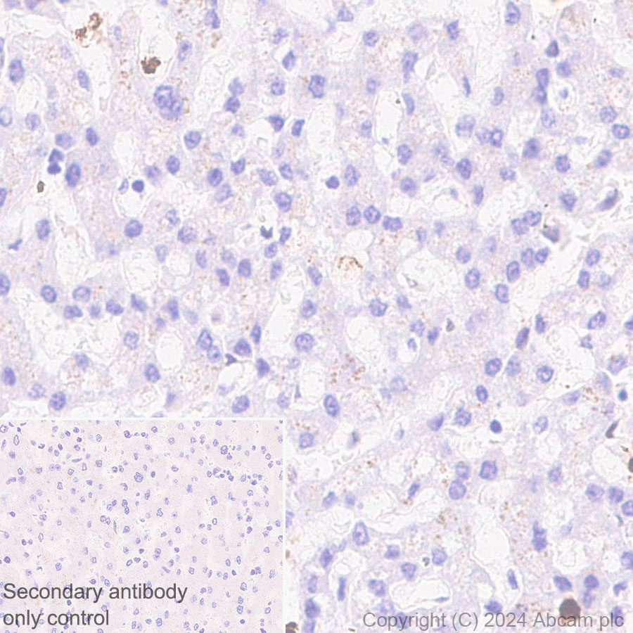 Immunohistochemistry (Formalin/PFA-fixed paraffin-embedded sections) - Anti-MNDA antibody [EPR28267-44] - BSA and Azide free (AB316968)