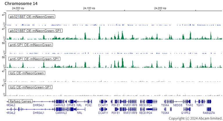 ChIC/CUT&RUN sequencing - Anti-mNeonGreen antibody [EPR28835-76] (AB321887)