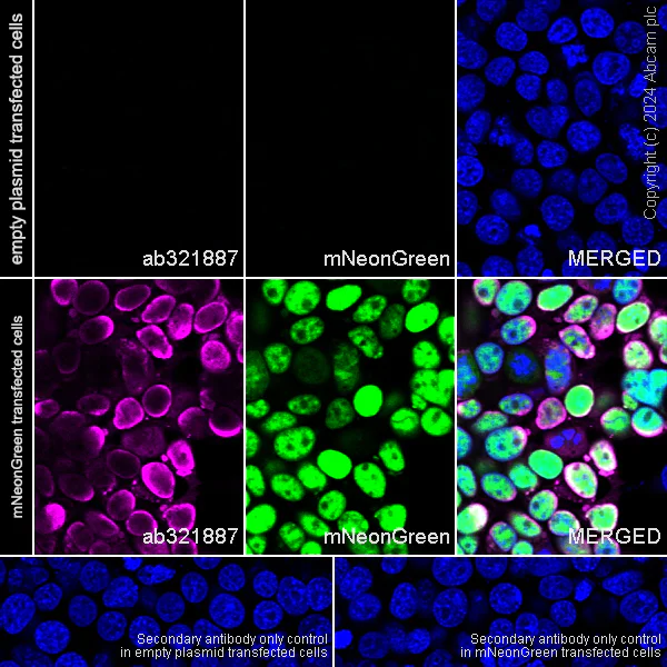 Immunocytochemistry/ Immunofluorescence - Anti-mNeonGreen antibody [EPR28835-76] (AB321887)