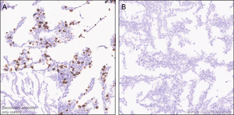 Immunohistochemistry (Formalin/PFA-fixed paraffin-embedded sections) - Anti-mNeonGreen antibody [EPR28835-76] (AB321887)