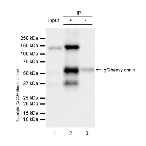 Immunoprecipitation - Anti-mNeonGreen antibody [EPR28835-76] (AB321887)