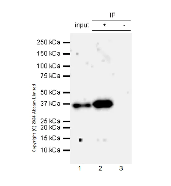 Immunoprecipitation - Anti-mNeonGreen antibody [EPR28835-76] (AB321887)