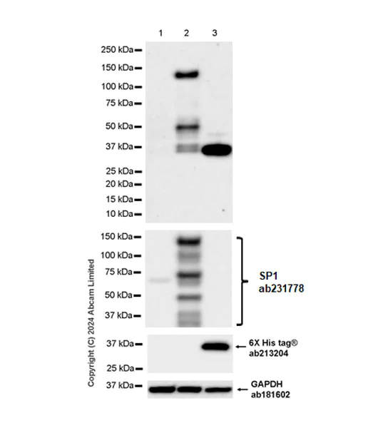 Western blot - Anti-mNeonGreen antibody [EPR28835-76] (AB321887)