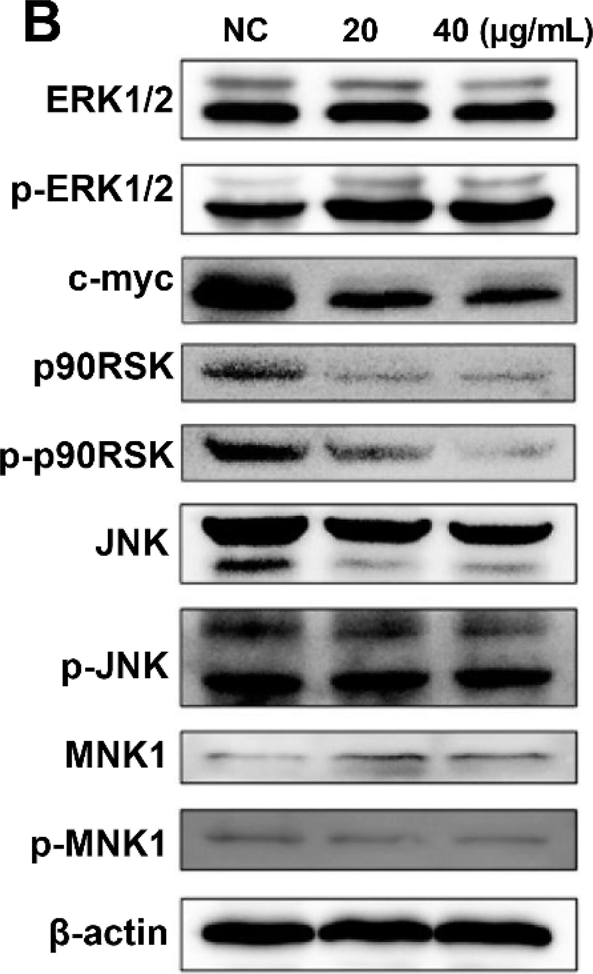Western blot - Anti-MNK1 (phospho T385) antibody [EPR2370] (AB109102)