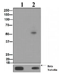 Western blot - Anti-MNK1 (phospho T385) antibody [EPR2370] - BSA and Azide free (AB247758)