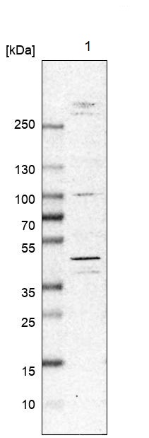 Western blot - Anti-MNK2 antibody (AB272591)