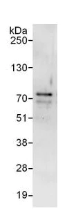 Immunoprecipitation - Anti-mnt antibody (AB129466)