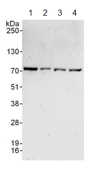 Western blot - Anti-mnt antibody (AB129466)