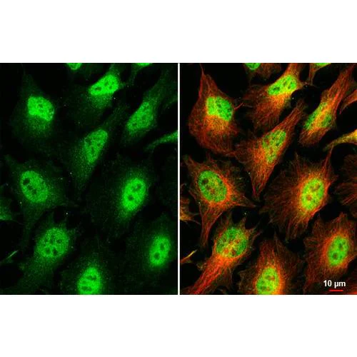Immunocytochemistry/ Immunofluorescence - Anti-MNT antibody [HL2309] (AB317194)