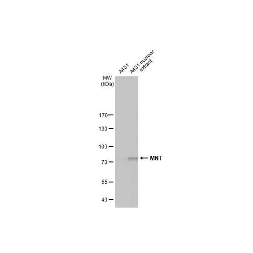Western blot - Anti-MNT antibody [HL2309] (AB317194)