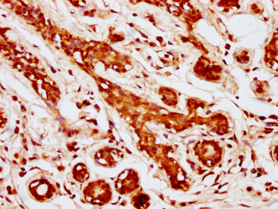 Immunohistochemistry (Formalin/PFA-fixed paraffin-embedded sections) - Anti-Mob1A antibody (ab236969), expandable thumbnail