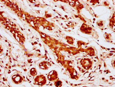 Immunohistochemistry (Formalin/PFA-fixed paraffin-embedded sections) - Anti-Mob1A antibody (AB236969)