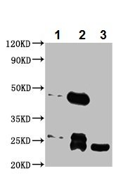 Immunoprecipitation - Anti-Mob1A antibody (AB236969), expandable thumbnail