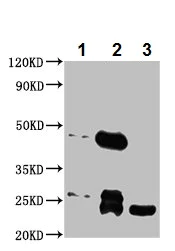 Immunoprecipitation - Anti-Mob1A antibody (AB236969)
