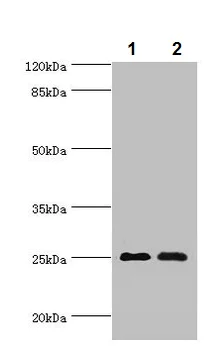 Western blot - Anti-Mob1A antibody (AB236969)