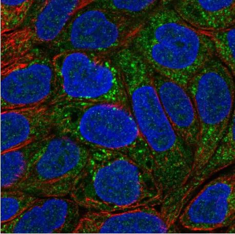 Immunocytochemistry/ Immunofluorescence - Anti-MOCOS/MCS antibody (AB151015)