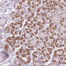 Immunohistochemistry (Formalin/PFA-fixed paraffin-embedded sections) - Anti-MOCOS/MCS antibody (AB151015)