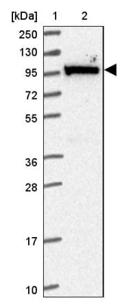 Western blot - Anti-MOCOS/MCS antibody (AB151015)