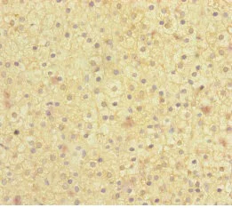 Immunohistochemistry (Formalin/PFA-fixed paraffin-embedded sections) - Anti-MOCS2 antibody (AB230013)