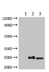 Immunoprecipitation - Anti-MOCS2 antibody (AB230013)