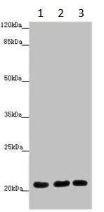 Western blot - Anti-MOCS2 antibody (AB230013)