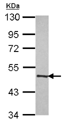 Western blot - Anti-MOCS3 antibody (AB154107), expandable thumbnail