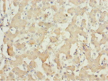 Immunohistochemistry (Formalin/PFA-fixed paraffin-embedded sections) - Anti-MOCS3 antibody (AB229827)