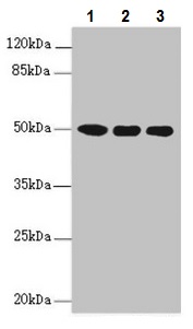 Western blot - Anti-MOCS3 antibody (AB229827), expandable thumbnail
