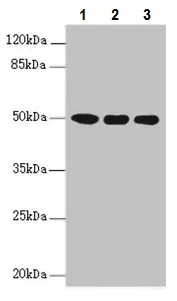 Western blot - Anti-MOCS3 antibody (AB229827)