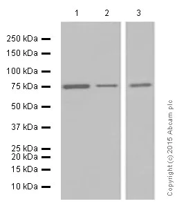 Western blot - Anti-Moesin antibody [EP1863Y] (AB52490)