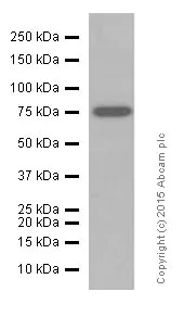 Western blot - Anti-Moesin antibody [EP1863Y] (AB52490)
