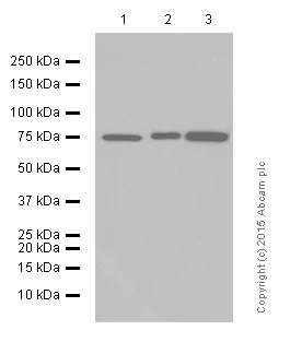 Western blot - Anti-Moesin antibody [EP1863Y] (AB52490)