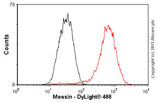 Flow Cytometry (Intracellular) - Anti-Moesin antibody [EP1863Y] - BSA and Azide free (ab232580), expandable thumbnail