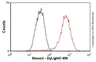 Flow Cytometry (Intracellular) - Anti-Moesin antibody [EP1863Y] - BSA and Azide free (AB232580)