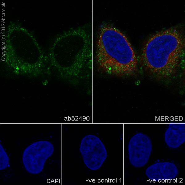 Immunocytochemistry/ Immunofluorescence - Anti-Moesin antibody [EP1863Y] - BSA and Azide free (ab232580), expandable thumbnail