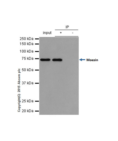 Immunoprecipitation - Anti-Moesin antibody [EP1863Y] - BSA and Azide free (AB232580), expandable thumbnail