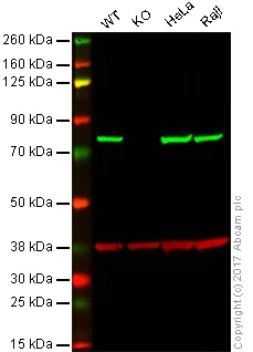 Western blot - Anti-Moesin antibody [EP1863Y] - BSA and Azide free (AB232580)