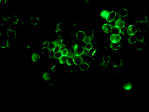 Immunocytochemistry/ Immunofluorescence - Anti-Moesin antibody [EPR2428(2)] (ab151542), expandable thumbnail