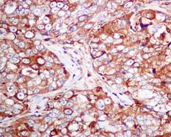 Immunohistochemistry (Formalin/PFA-fixed paraffin-embedded sections) - Anti-Moesin antibody [EPR2428(2)] (AB151542)