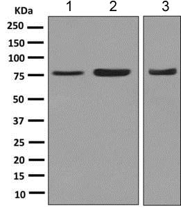Western blot - Anti-Moesin antibody [EPR2428(2)] (AB151542), expandable thumbnail
