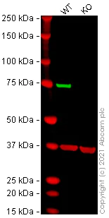 Western blot - Anti-Moesin antibody [EPR2428(2)] - BSA and Azide free (AB246835)