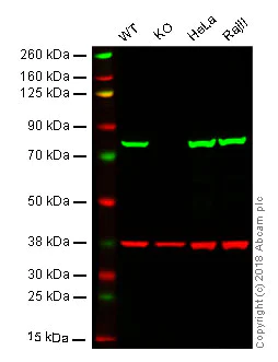 Western blot - Anti-Moesin antibody [EPR2428(2)] - BSA and Azide free (AB246835)