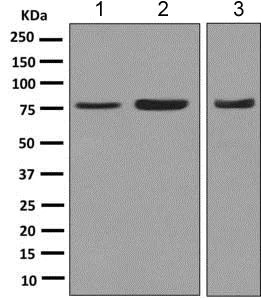 Western blot - Anti-Moesin antibody [EPR2428(2)] - BSA and Azide free (AB246835)