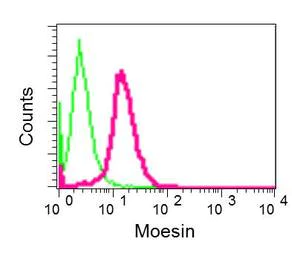 Flow Cytometry (Intracellular) - Anti-Moesin antibody [EPR2429(2)] - BSA and Azide free (AB249530)