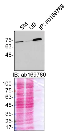 Immunoprecipitation - Anti-Moesin antibody [EPR2429(2)] - BSA and Azide free (AB249530)