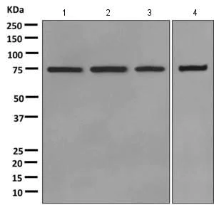 Western blot - Anti-Moesin antibody [EPR2429(2)] - BSA and Azide free (AB249530)