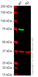 Western blot - Anti-Moesin antibody [EPR2429(2)] - BSA and Azide free (AB249530), expandable thumbnail
